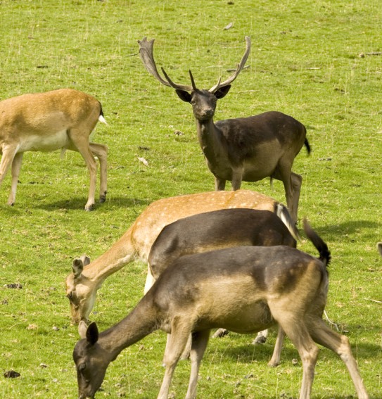 Damwild am Walcherhof in Ramsau am Dachstein
